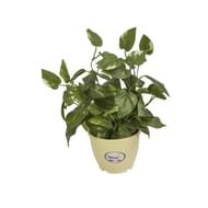 Pot colore de plante