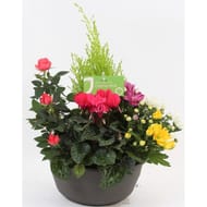 Coupe funéraire 4 plantes