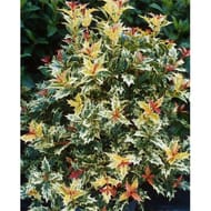 Osmanthus tricolor varies c4/c4,5
