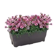 Oeillet de bouture jardinière 40 cm
