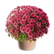 Pomponette couleur unie Pot 17 cm, Diam 35/45 cm