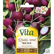 Vita Vilmorin radis rond violet malaga
