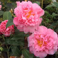 Camélia japonica 5 ans d'âge c 4l