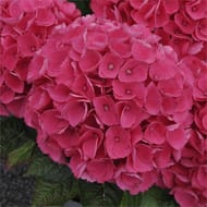 Hydrangea macrophylla varies c.5