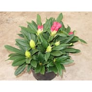 Rhodo hybride C.2 litres