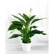 Spathiphyllum pot de 20cm contenant céramique