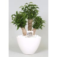 Ficus 3 branches céramique blanc pot 18 cm