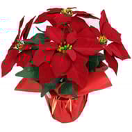 Poinsettia en collerette diam36xh38cm