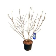 Magnolia mix c 5l avec boutons