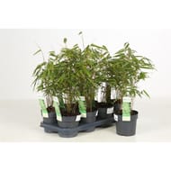 Bambou fargesia rufa p14