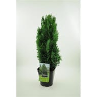 Chamaecyparis lawsoniana 'ellwoodii' -faux cypres 4 litres