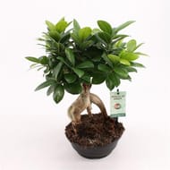 Ficus ginseng coupe couleur bronze et / ou blanche 17cm touffe