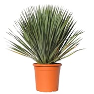 Yucca rostrata  CT25 C10L HT 60-80 CM