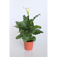 Calla aethiopica ht 60 ct20 / c5l