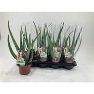 Aloe vera en pot de 12 cm