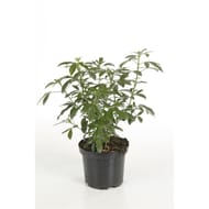 Oranger du mexique choisya ternata c 3 litres