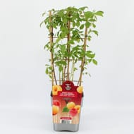 Framboisier duo espalier c 5l