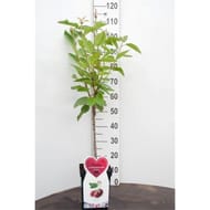 Cerisier régina patio c5 tige 50cm
