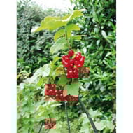 Groseiller jonkheer van tets c4l