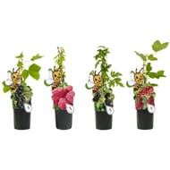 Petits fruits p11 c 0,7l