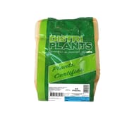 Pomme de terre charlotte 25/32 25 plants