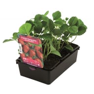 Fraisier gariguette barquette de 6 godets de 7 cm  non remontant