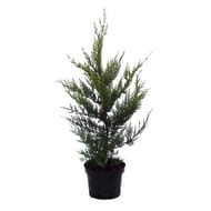 Cupressocyparis Leylandii conteneur de  3 litres hauteur  60/80 cm