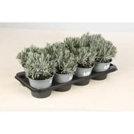 Lavande pot de 14 cm