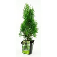 Thuya occidentalis emeraude conteneur de 4 litres