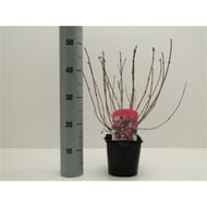 Weigelia rouge vp 2 litres