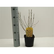 Forsythia jaune vp 2 litres