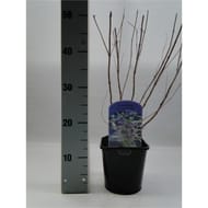 Caryopteris bleu vp 2 litres