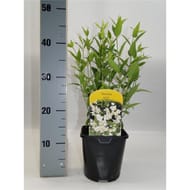 Deutzia blanc vp 2 litres
