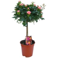 Rosier multiflora c2.2l pot 17cm