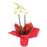 Orchidée samourai