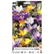 Crocus grande fleur  mélange 7/8 x40