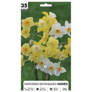 Narcisse botanique mélange 10/12 x35