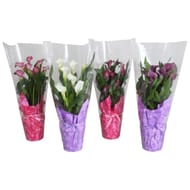 Zantedeschia en collerette