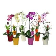 Orchidée et bromeliacee mère et enfant en pot ceramique p13