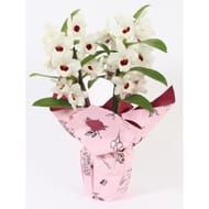 Composition dendrobium  pot 12 cm