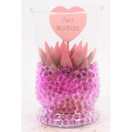 Verre echeveria fêtes des mères