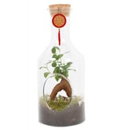 Terrarium - ginseng