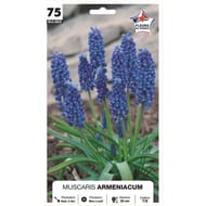 Muscari armeniacum 7/+ x75