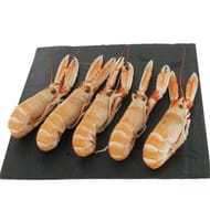 Langoustine cuite moyenne