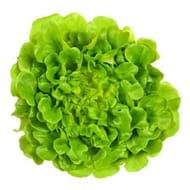 Salade Feuille de chêne blonde