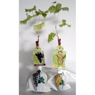 Vigne de table motte variété assorties