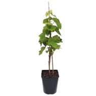 Plant de vigne raisin de table 50/60cm