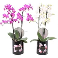Phalaenopsis 2 tiges pot en zinc noir