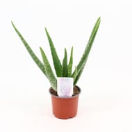 Aloé véra pot culture 10.5cm