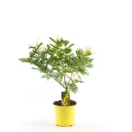 Acacia buisson dans pot de 15 jaune